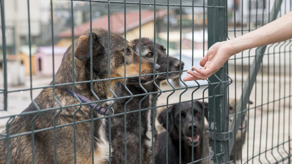 4,5 millió forintos támogatást nyert a Pest Vármegyei Kutató-Mentő Szolgálat