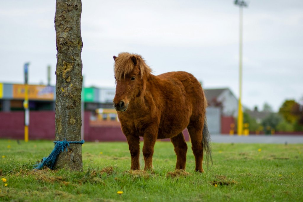 Állatasszisztált élménypedagógia Budakalászon – minilovak és terápiás kutya segíti a gyerekek fejlődését