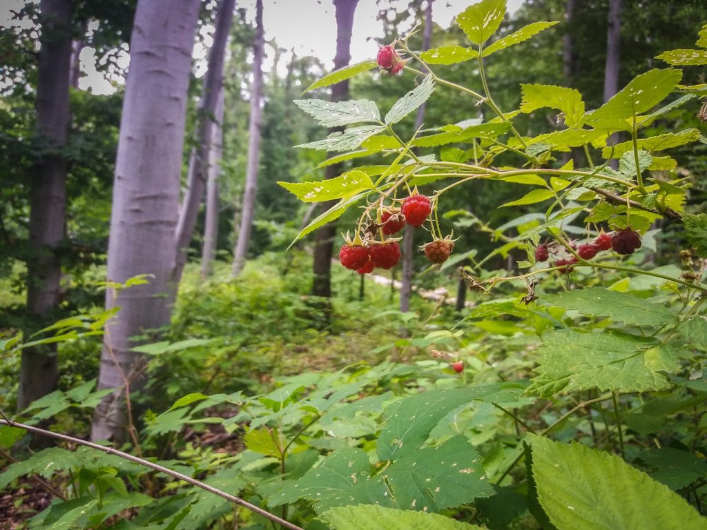 Rekordmennyiségű málna és szeder termett a Pilisi Parkerdőben!