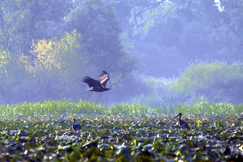Rekordok éve a Pilisi Parkerdőben