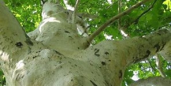 Vadgesztenye- és platánfák permetezése