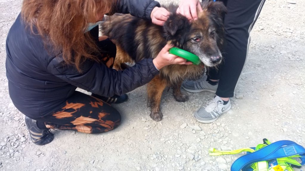 Húsvéti hosszú hétvége - Állatmentéshez, tűzoltáshoz is riasztották a tűzoltókat