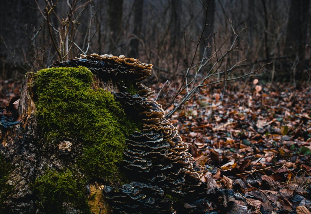 A Pilisi Bioszféra jövője: fórum Szentendrén a természet és az ember együttéléséről