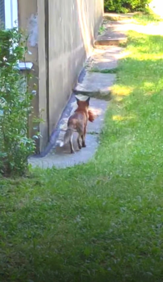 Róka a Püspökmajori Lakótelepen