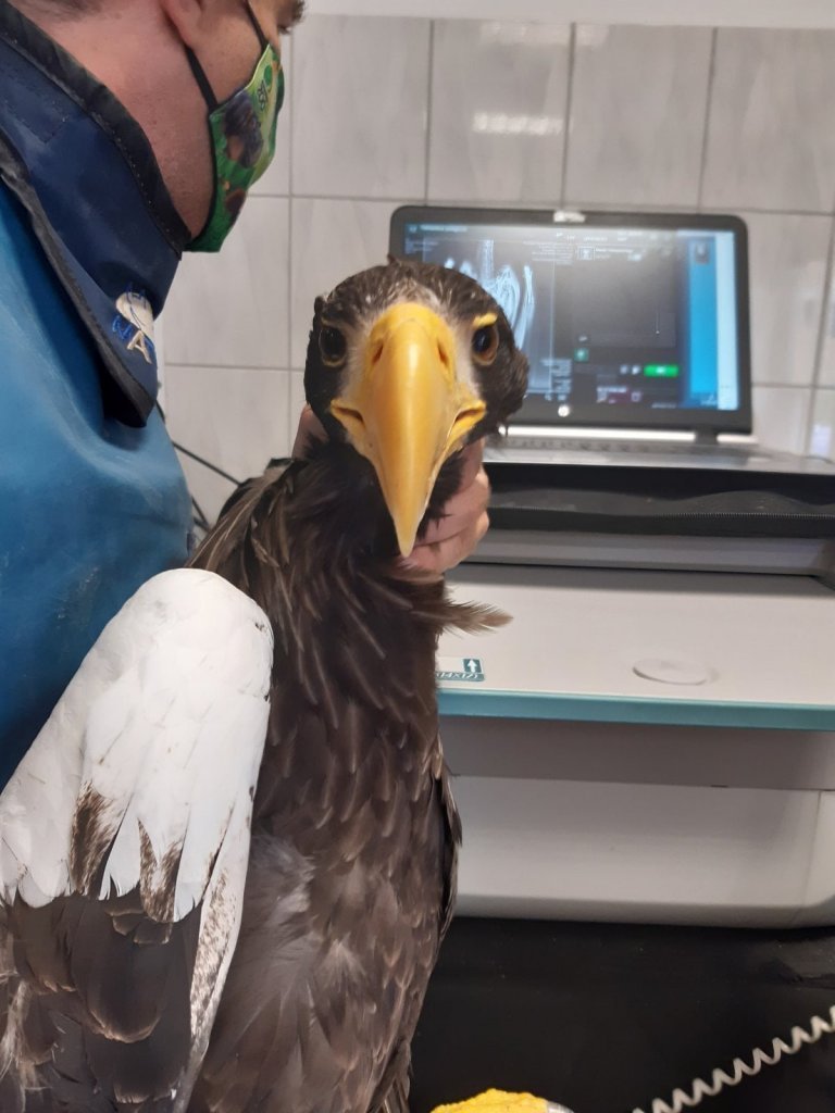 Felgyógyult és hazatért a Lupa-tónál talált óriásrétisas