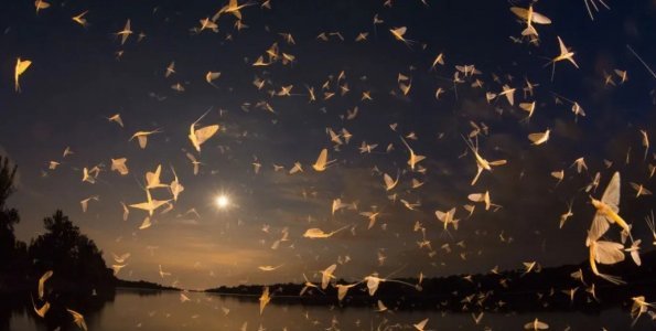 Kérészek a vásznon