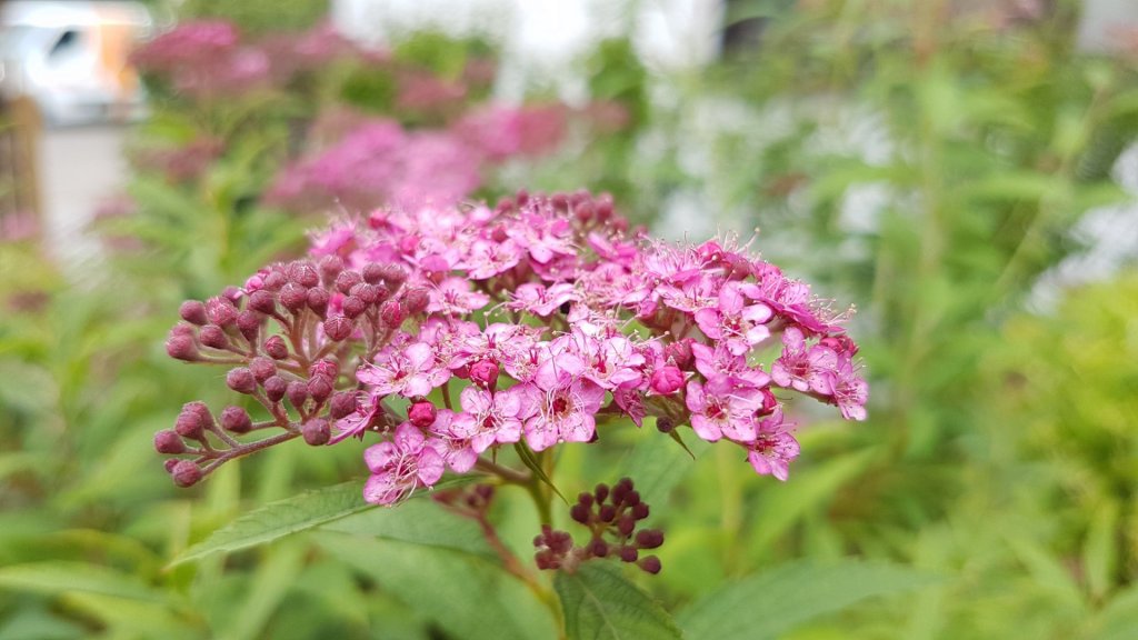 Lakossági tervismertetés az Alsó-Klenity fásítására 