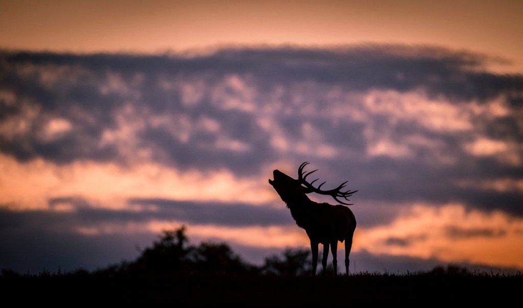 Szarvasbőgés-túrák a Pilisi Parkerdőben, éjszakai szakvezetések a Budakeszi Vadasparkban