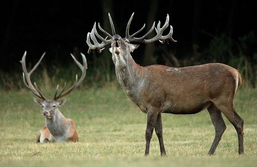 Vezetett túrákon hallgatható a szarvasbőgés a Pilisi Parkerdőben