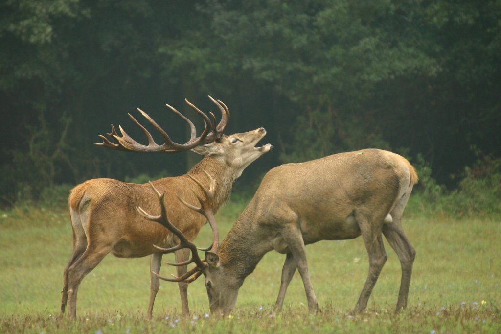 Ismét indulnak a szarvasbőgés-túrák a Pilisi Parkerdőben