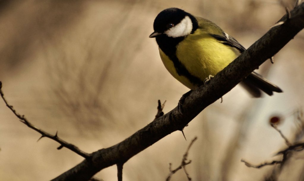 Sárgulnak a széncinegék