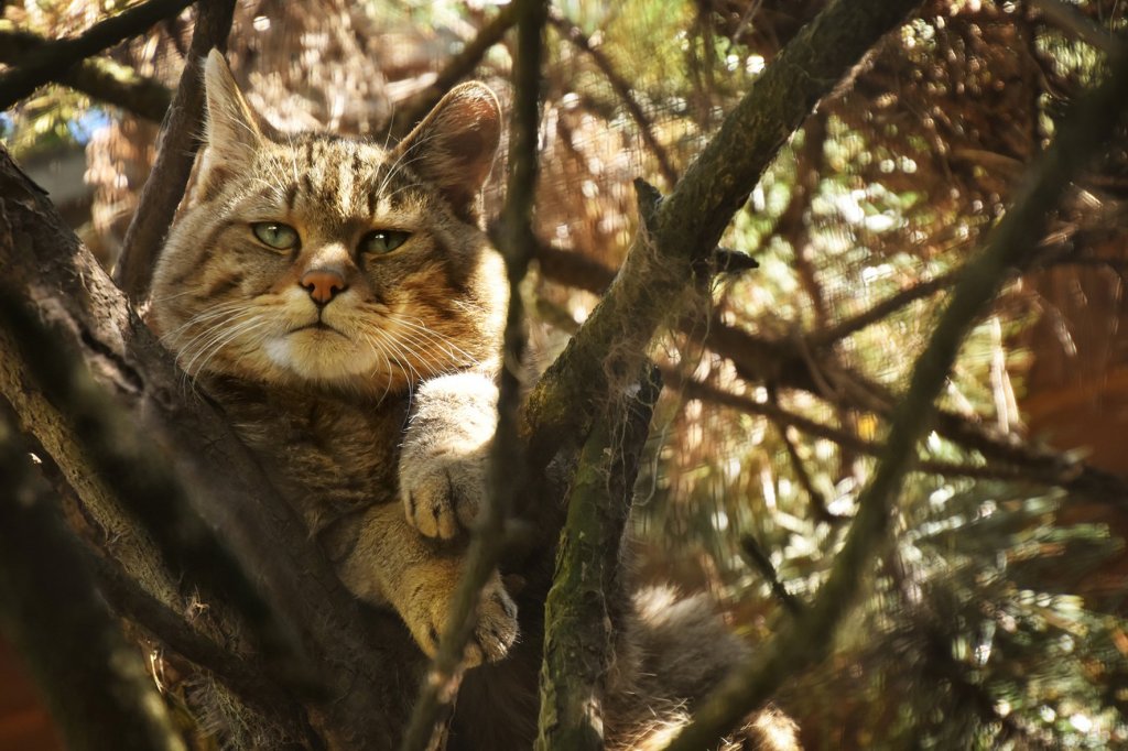 Vadmacska fajmegőrzési program: már működnek a vadfigyelő kamerák