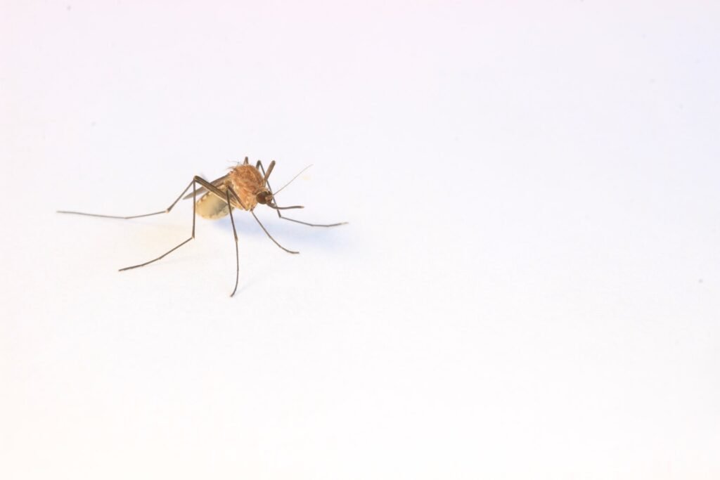 Július 14-én szúnyogirtás lesz a Lupa-tó környékén