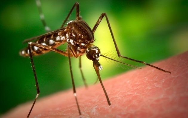 Rendkívül sok szúnyogtenyészőhely alakult ki az országban