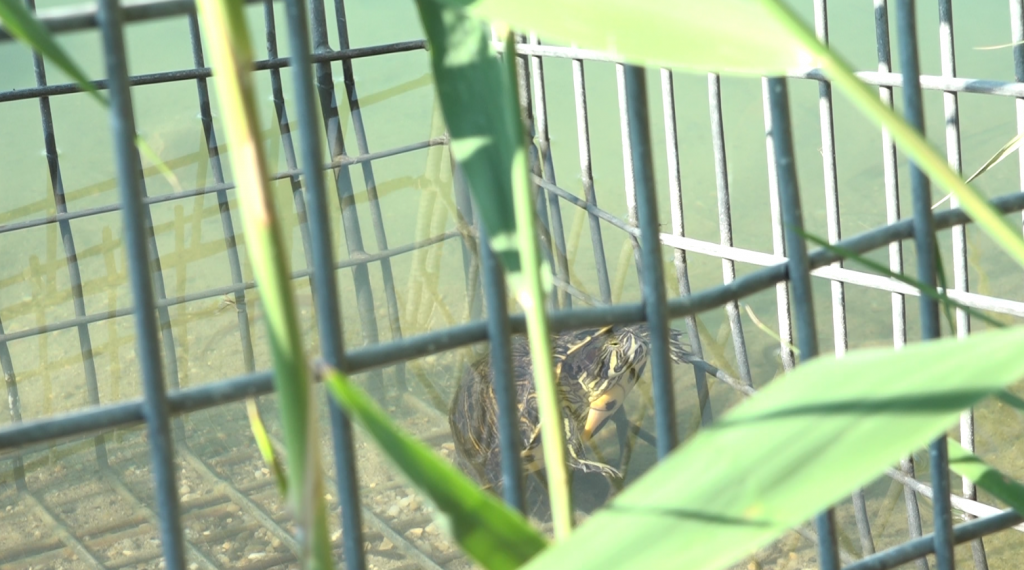 Veszélyben van a mocsári teknősök élőhelye