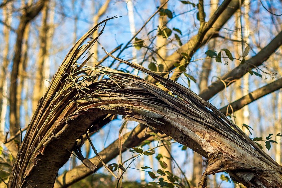 Húsz méteres fa ága veszélyeztette a gyalogosforgalmat