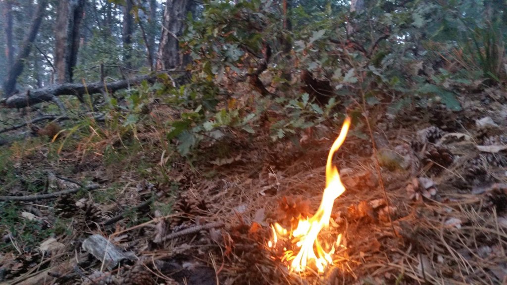 Történelmi szárazság, fokozott tűzveszély a Budapest környéki erdőkben is