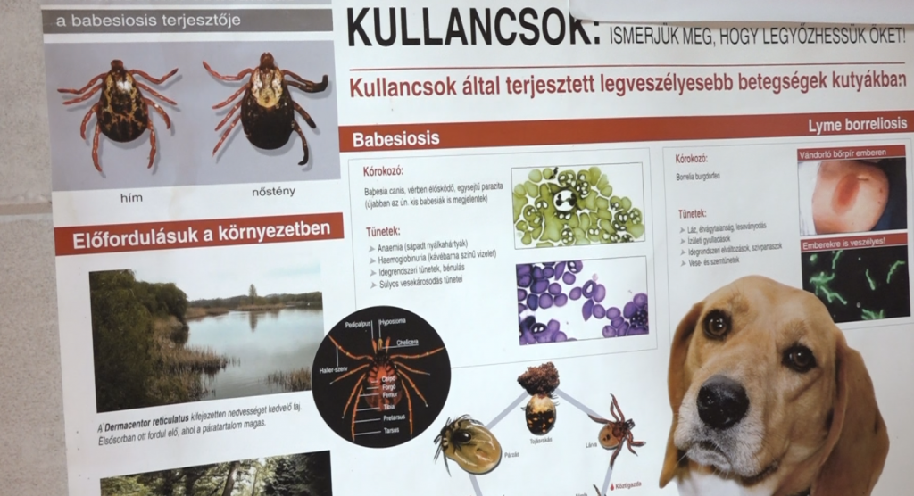 Tegyünk meg mindent háziállatunk egészségéért!