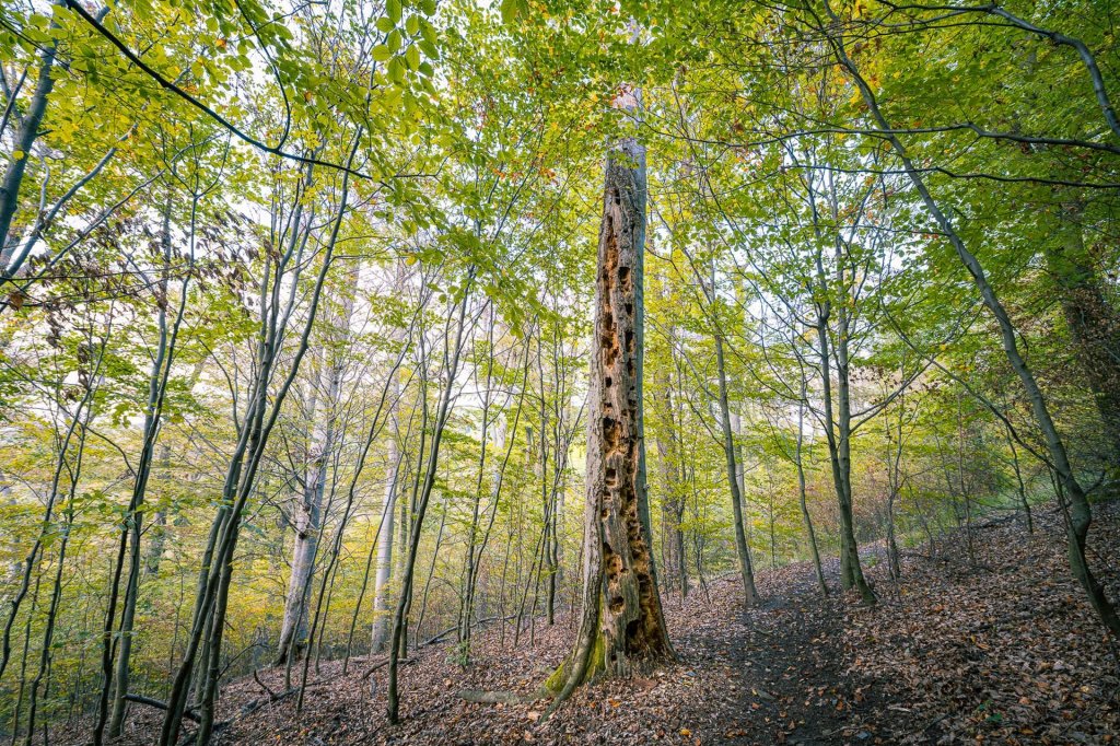 Pilisi Parkerdő - Erdőanya, Mexikópuszta