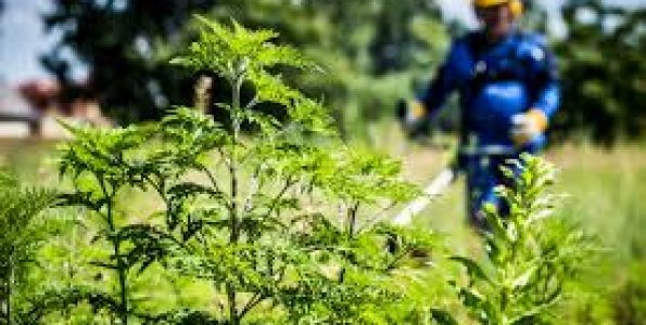 A Pest Vármegyei Kormányhivatal tájékoztatója a parlagfű-mentesítési kötelezettségről