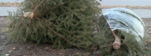 Fenyőfák elszállítása az ünnep után