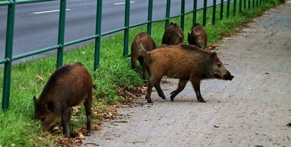 Szentendrei utcákban vadásznak a vadászok – fokozott óvatosság szükséges