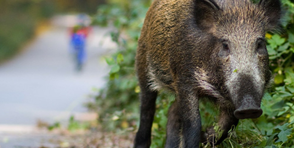 Szentendrei Rendőrkapitányság: Vadelejtési engedély október végéig