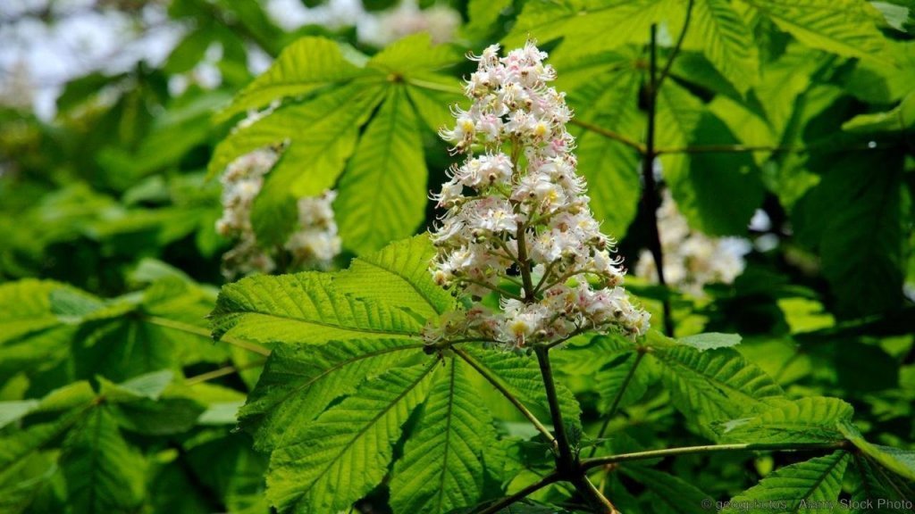 Ezekben a napokban permetezik a közterületi vadgesztenyefákat Szentendrén