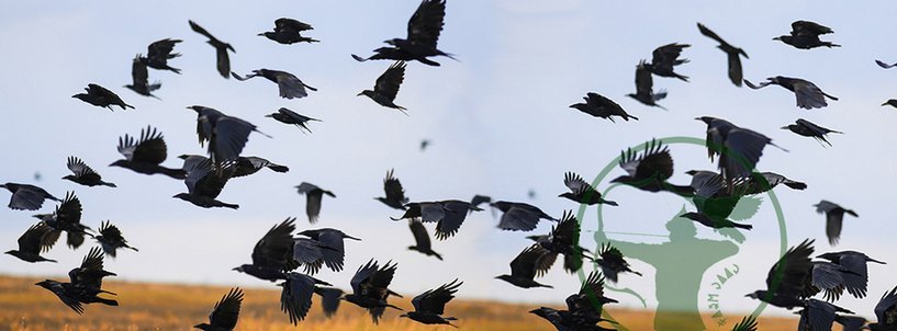 Íjászverseny a természet lágy ölén – ismét versenyre hív a budakalászi Hollóvölgy