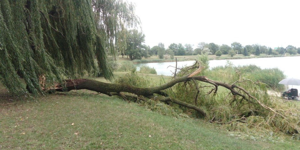 Tegnapi viharkárok: kidőlt fa az OMSZK parkban, csőtörés a Gyümölcs utcában