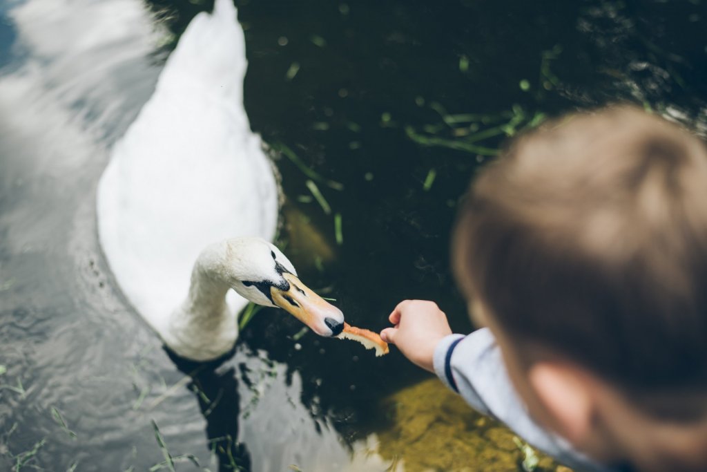 Ne etessük a vízimadarakat!