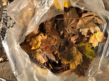 Zöldhulladék elszállítás egész decemberben