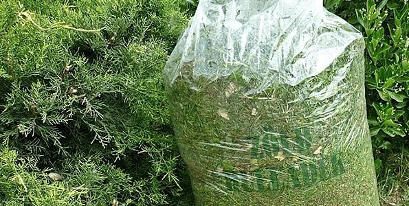 Újraindul a házhoz menő zöldhulladék gyűjtés